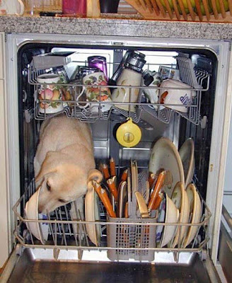 Abwaschen lustige Bilder - Hund im Geschirrspüler Abwaschen lustige Bilder - Hund im Geschirrspüler