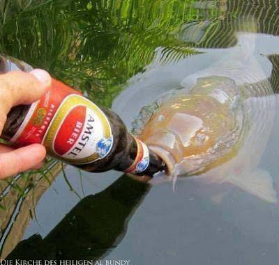 Großer Fisch schaut aus dem Wasser Angeln mit Amstel Bier lustig - Niederländisches Bier und Fisch