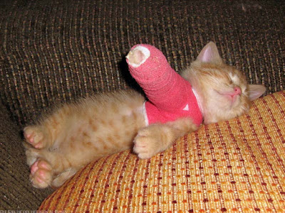 Armes Katzenbaby mit Gibsverband - lustige kranke Tiere