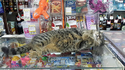 Beim einkaufen schläft Katze auf Tresen ein - Witzige faule Katze