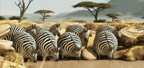 Dicke Zebras trinken Wasser und werden von dickem Krokodil gejagt witzig