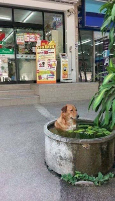 Extrem heißes Sommer-Wetter - armer Hund kühlt sich ab lustig