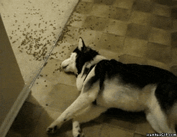 Lustiger Fauler Hund isst und liegt auf Boden Lustiger Fauler Hund isst und liegt auf Boden