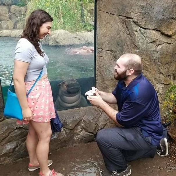 Heiratsantrag im Zoo Photobomb lustige romantische Momente