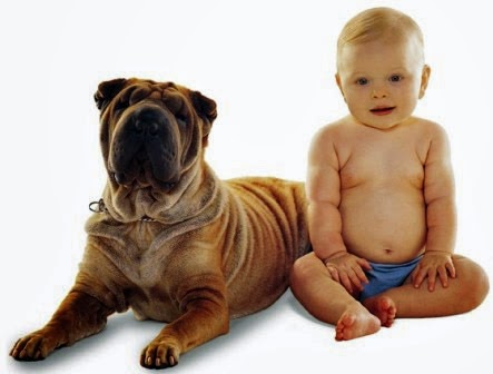 Hund und Baby lustige Bilder - dicke faltige Haut
