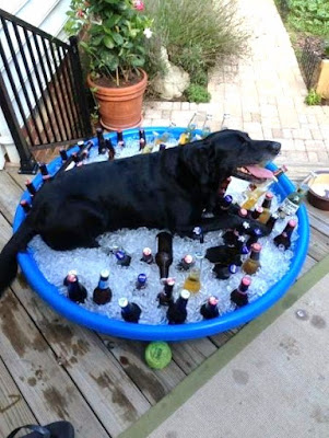 Kaltes Bier im Sommer - Pool, Eiswürfel, Bier Witziger schwarzer Hund