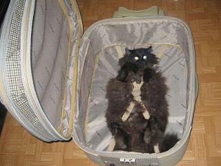 Katze in Koffer verstaut bereit für den Urlaub