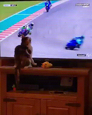 Katze vor dem Fernseher schaut Motorsport lustig