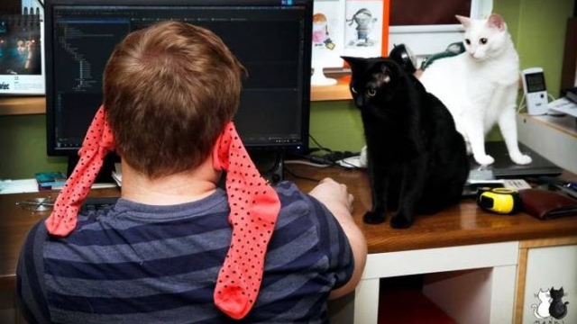 Katze stören bei der Computer Arbeit witzig