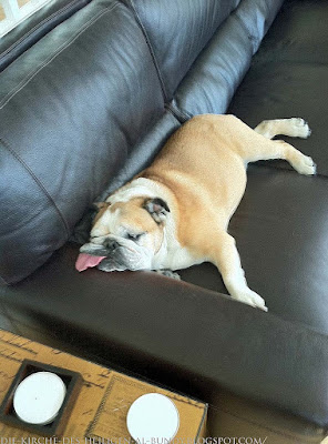 Keine Lust mehr - lustige Sofa Bilder mit Hund