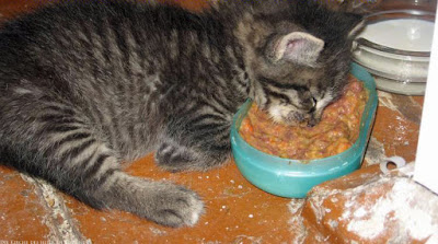 Kleine Katze schläft über Futternapf ein - lustige Bild beim Essen einschlafen