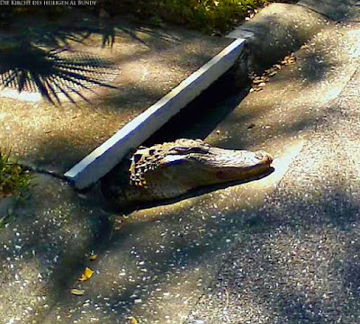 Krokodil in Kanalisation lustige Fußweg Bilder zum lachen