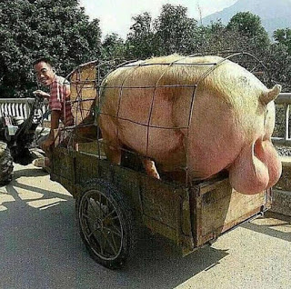 Lachender Mann mit Schwein auf Anhänger - witzige Bilder
