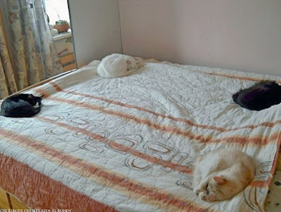Lustige Katzen schlafen auf Bett - Platz im Bett lustig - Beste Bilder Blog