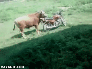 Lustige Kuh fährt Motorrad