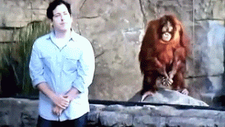 Lustige Menschen im Zoo neben Affengehege