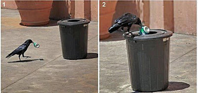 Lustige Tier Bilder - Vogel Rabe beim sauber machen