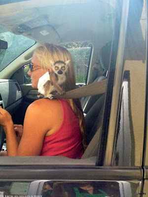 Lustige blonde Frau - Auto fahren mit Affen