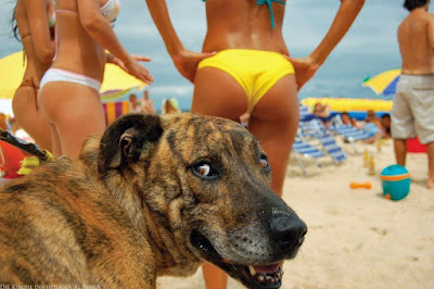 Lustiger Hundeblick am Strand - Spassbilder mit Tieren