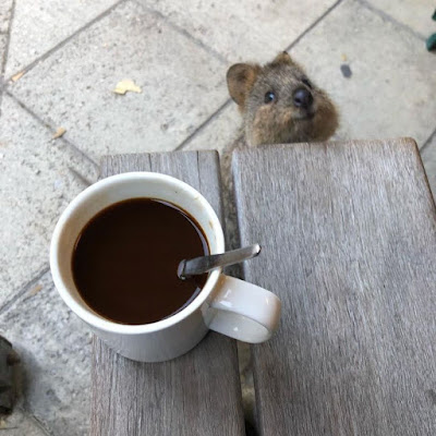 Lustiges Eichhörnchen neben Tasse Kaffee