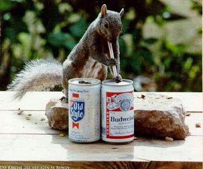 Lustiges Eichhörnchen trinkt Budweiser Bier Lustiges Eichhörnchen trinkt Budweiser Bier