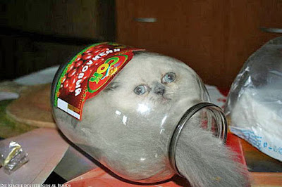 Lustige Katzen Bild zum lachen - Katze versteckt im Glas