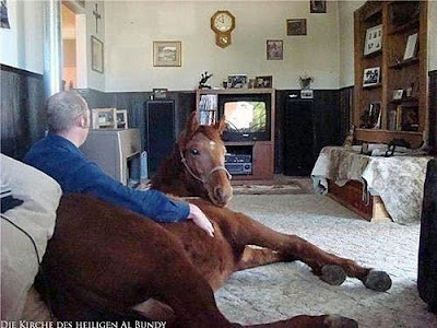 Mit Pferd im Wohnzimmer Fernsehen gucken Spassbilder