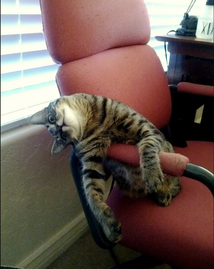 Müde Katze macht sich auf Bürostuhl breit