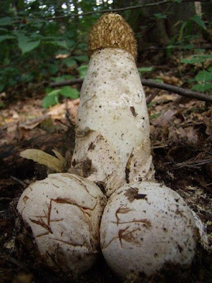 Pilze im Wald - Humorvolles zum lachen