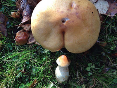 Spassbilder - Pilze wachen im Wald witzig