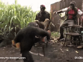 Terroristen lustig - Affe schießt mit Kalaschnikow in den Boden