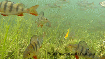 Unterwasserkamera beim Angeln - Fisch am Haken