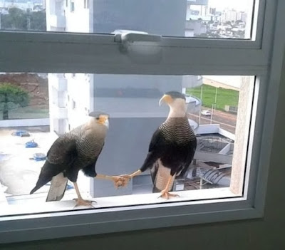 Zwei Vögel sitzen auf Fensterbrett