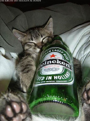 Besoffene Katze mit Heineken Bier lustig