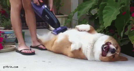 dicker Hund mit Staubsauger Spass Bilder sich wohlfühlen