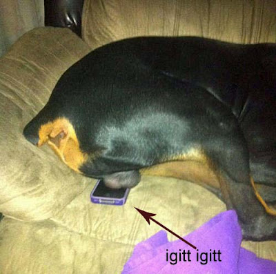 großer Hund liegt auf Handy, Smartphone lustig igitt igitt großer Hund liegt auf Handy, Smartphone lustig igitt igitt