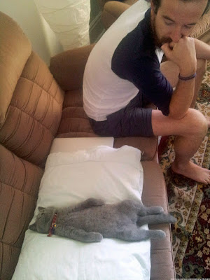kleine graue Katze schläft auf dem Sofa auf dem Rücken neben Herrchen - Mann mit Katze Faulheit lustig