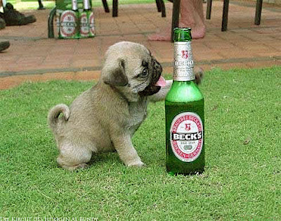Kleiner Mops liebt Becks Bier lustige Hunde Bilder Kleiner Mops liebt Becks Bier lustige Hunde Bilder