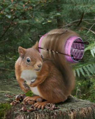 Eichhörnchen lustige Bilder Tiere Photoshop