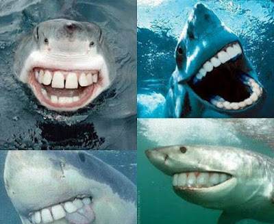 Lustige Bilder Fische lachen
