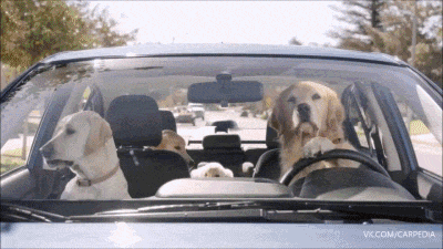 Lustige Hund Familie sitzt im Auto - Pudel kommt vorbei