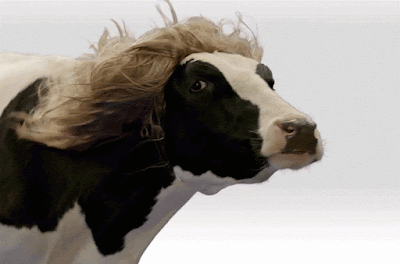 Lustige Kuh wedelt Haare im Wind - Witzige Tierbilder