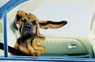 Hund im Auto sabbert witzig Hund im Auto sabbert witzig lustige Tierbilder