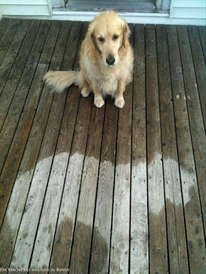 Lustiger Fauler Hund im Regen - witziger Abdruck auf dem Boden Lustiger Fauler Hund im Regen - witziger Abdruck auf dem Boden